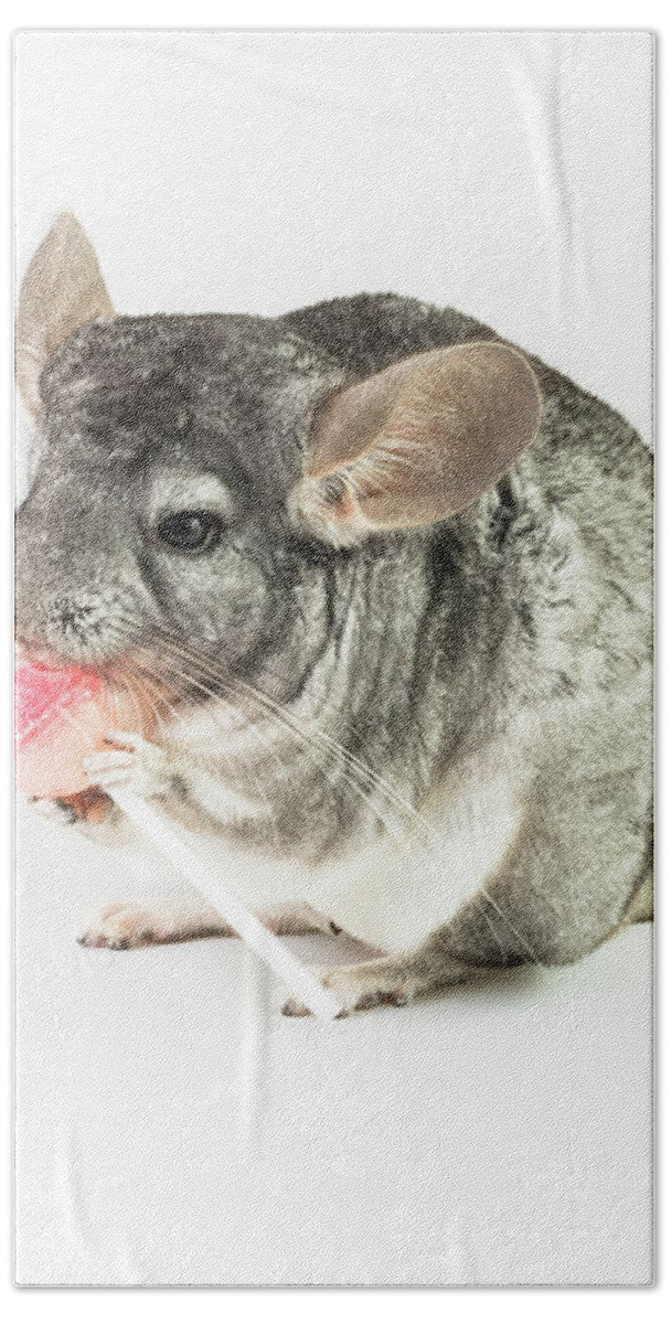 Ancestral Bath Towel featuring the photograph Chinchilla with lollipop by Benny Marty