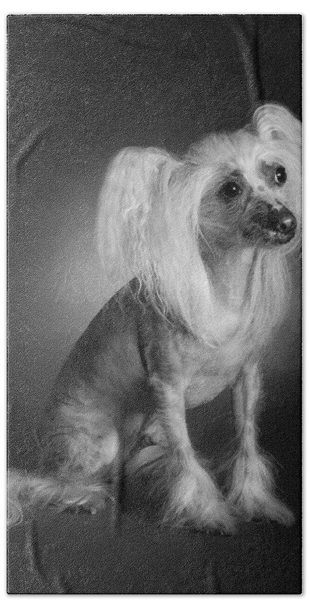 Dog Bath Towel featuring the photograph Chinese Crested - 03 by Larry Carr