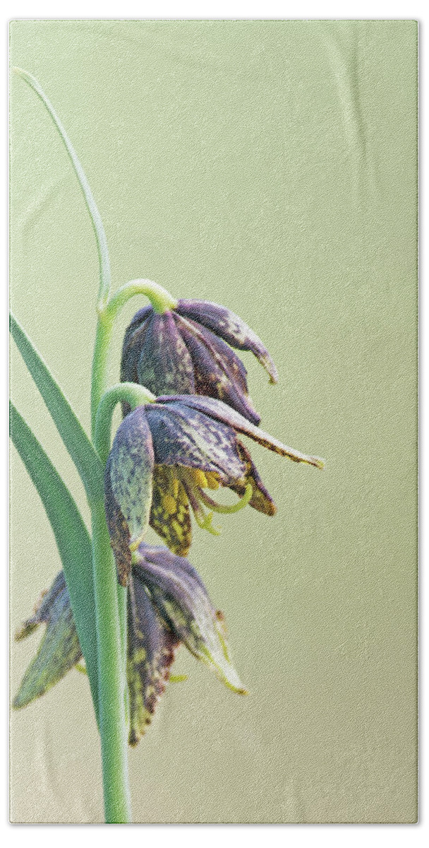 Fritillaria Bath Towel featuring the photograph Chocolate Lily by Jim Zablotny