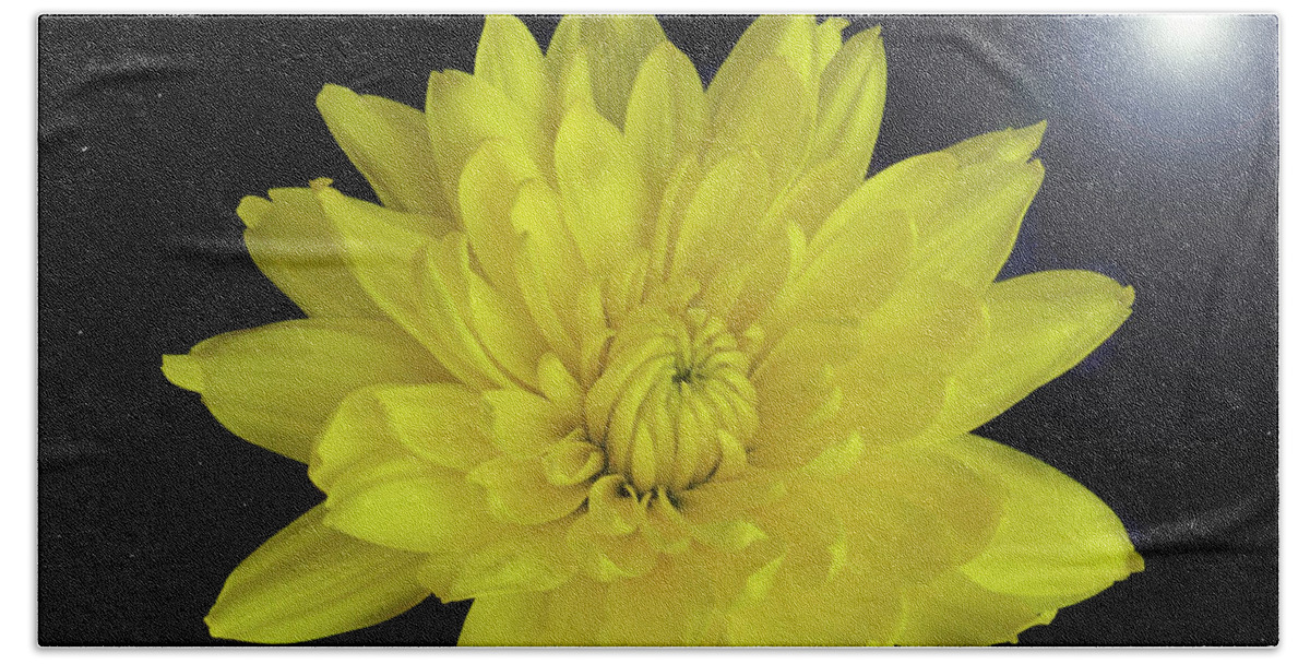 Chrysanthemum Bath Towel featuring the photograph Chrysanthemum Star by Terence Davis