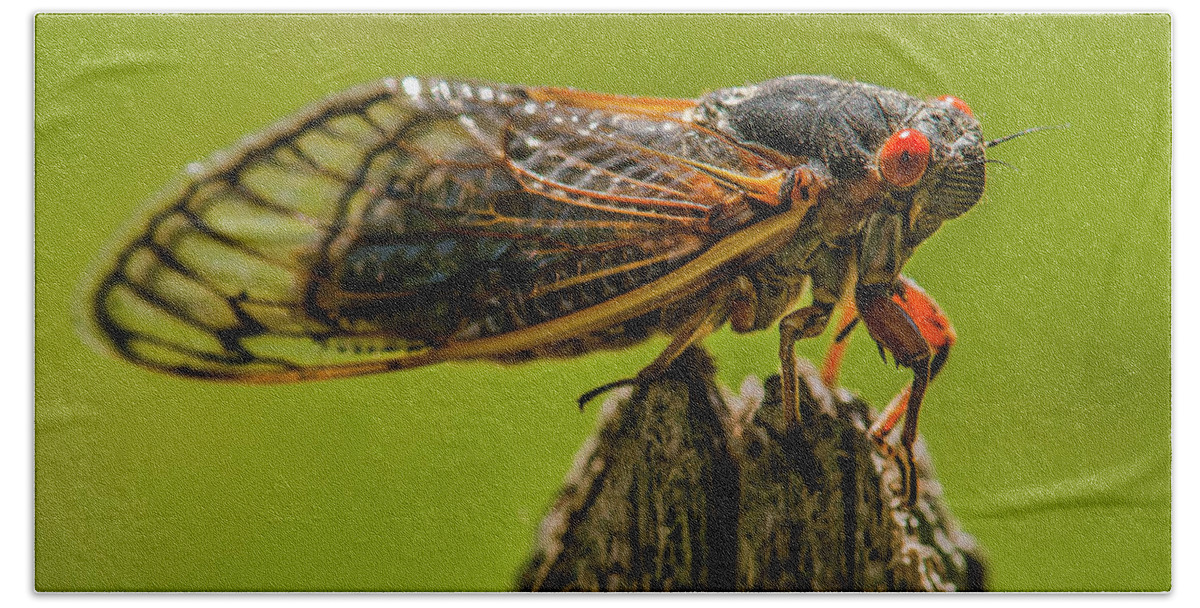 105mm Bath Towel featuring the photograph Cicada on Fence Post by Jim Moore