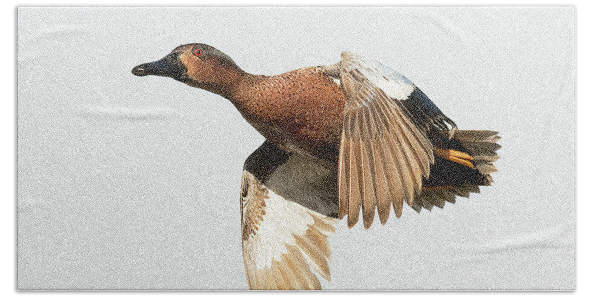Duck Hand Towel featuring the photograph Cinnamon Teal on the Wing by Dennis Hammer