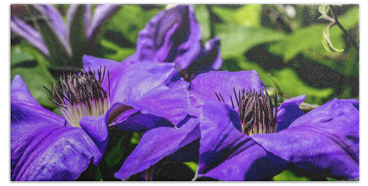Flower Bath Towel featuring the digital art Clematis at Spring by Ed Stines