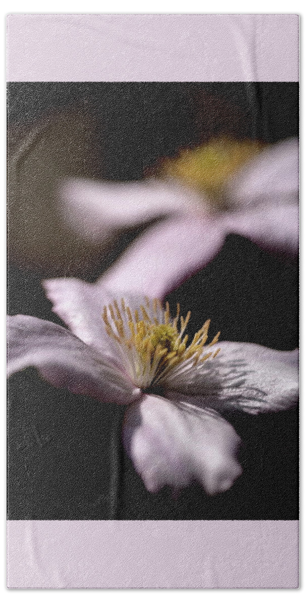Clematis Flower Garden White Bokeh Fade On-black Bath Towel featuring the photograph Clematis by Ian Sanders
