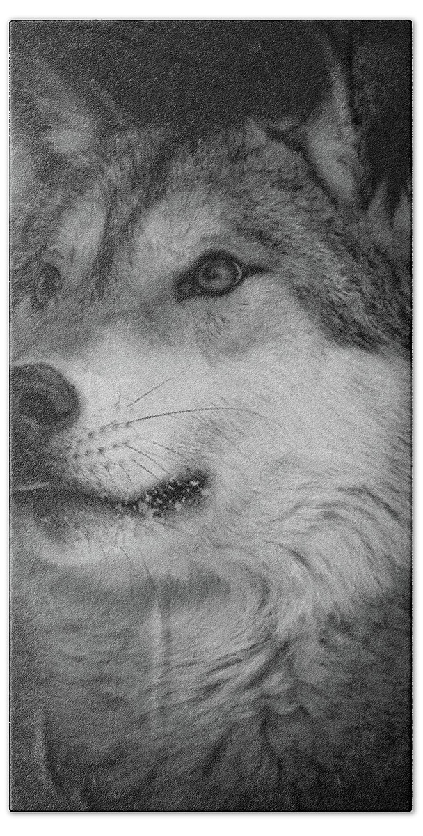Wolf Bath Towel featuring the photograph Close Up Gray Wolf by Athena Mckinzie
