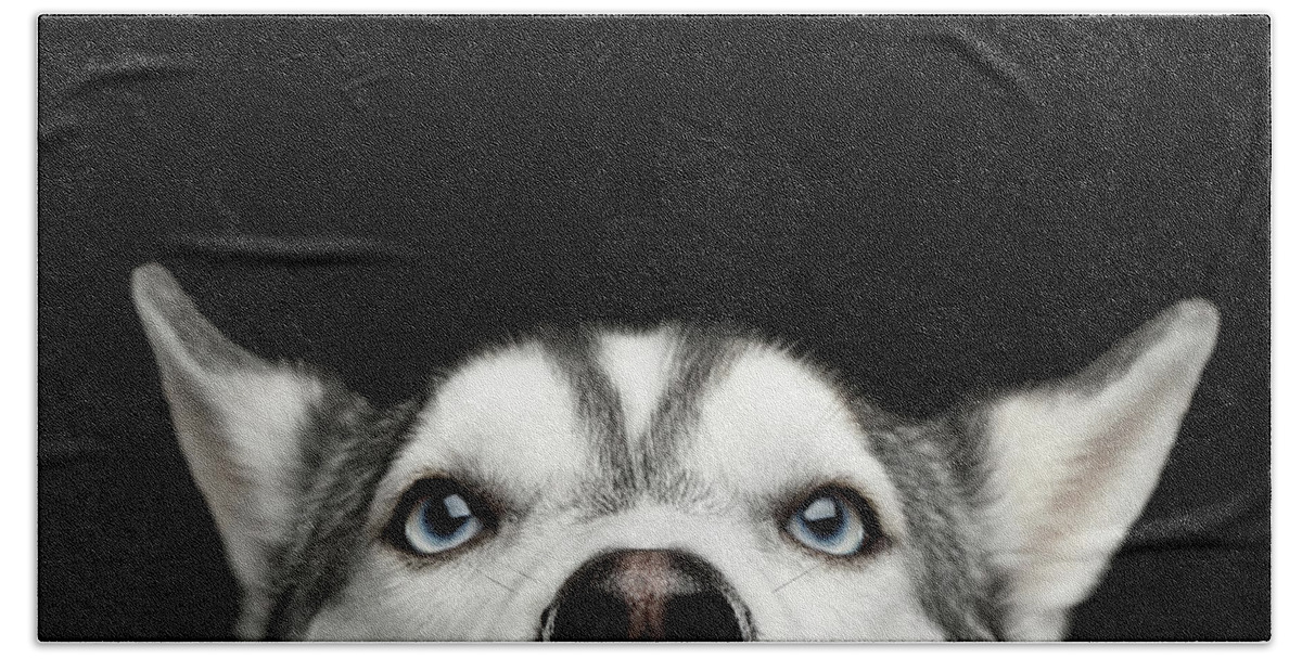 Dog Hand Towel featuring the photograph Close-up Head of peeking Siberian Husky by Sergey Taran