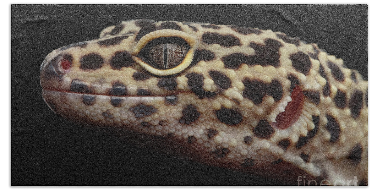 Gecko Hand Towel featuring the photograph Close-up Leopard Gecko Eublepharis macularius Isolated on Black Background by Sergey Taran