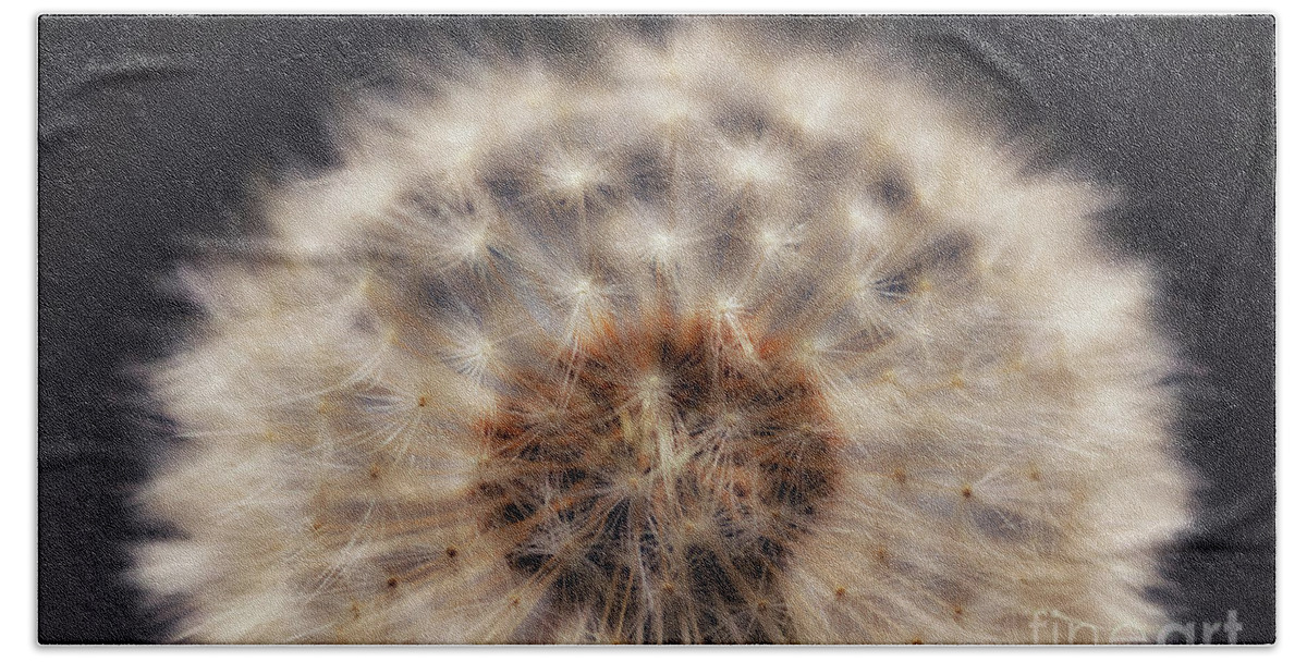 Dandelion Head Hand Towel featuring the photograph Close up of a Dandelion head. by Phill Thornton