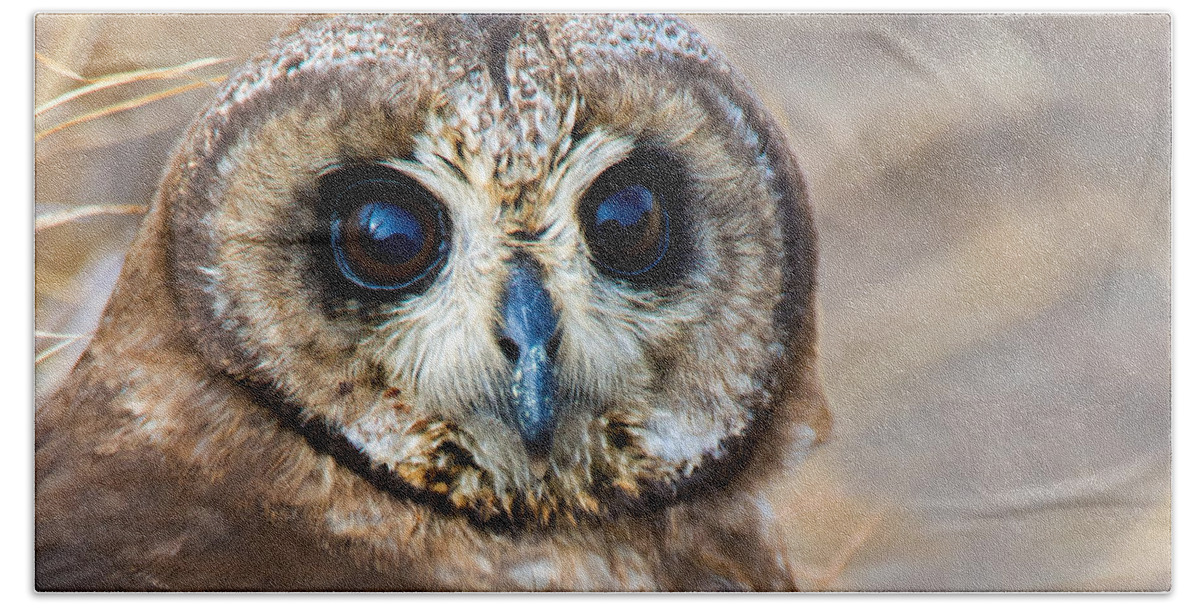 Photography Hand Towel featuring the photograph Close-up Of African Grass Owl Tyto by Panoramic Images