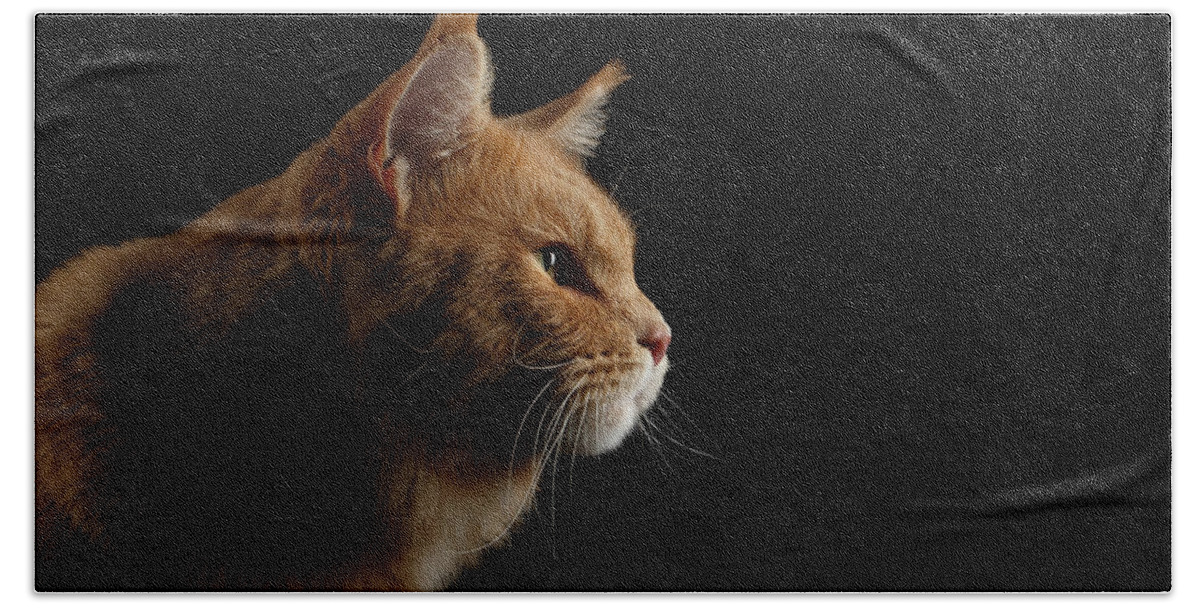 Cat Hand Towel featuring the photograph Close-up Portrait Ginger Maine Coon Cat Isolated on Black Background by Sergey Taran