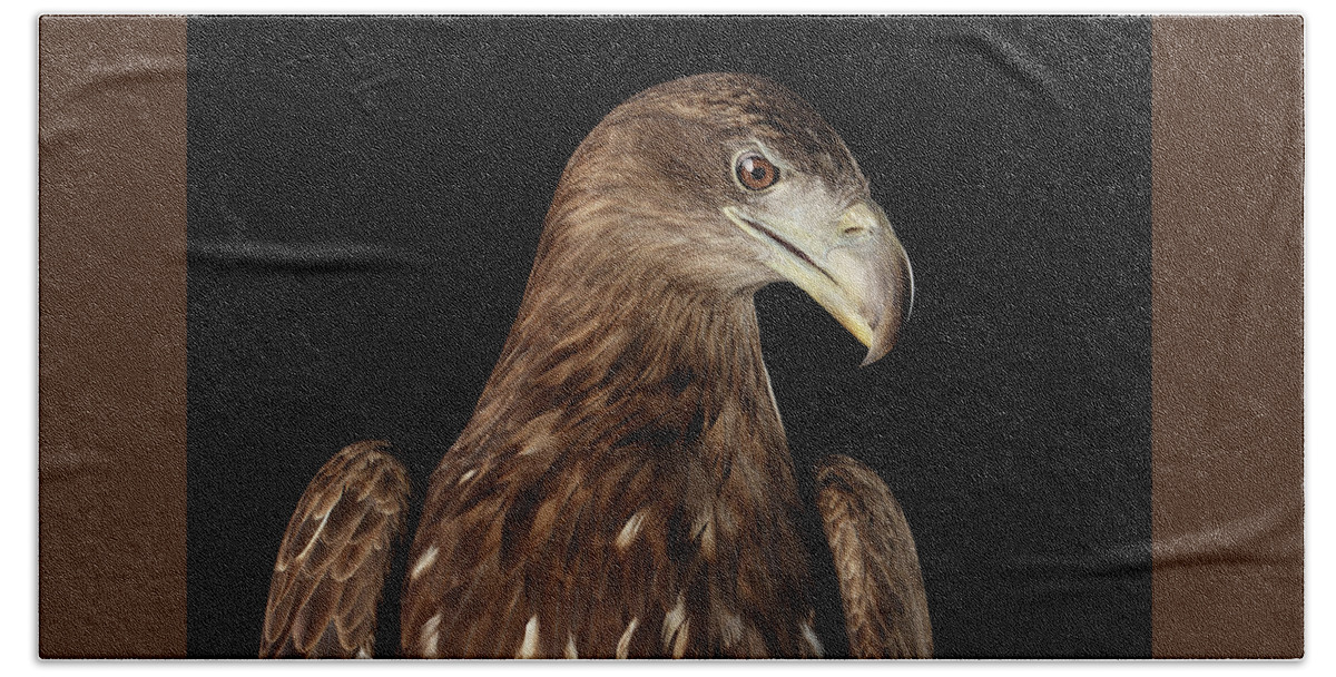 Eagle Hand Towel featuring the photograph Close-up White-tailed eagle, Birds of prey isolated on Black bac by Sergey Taran