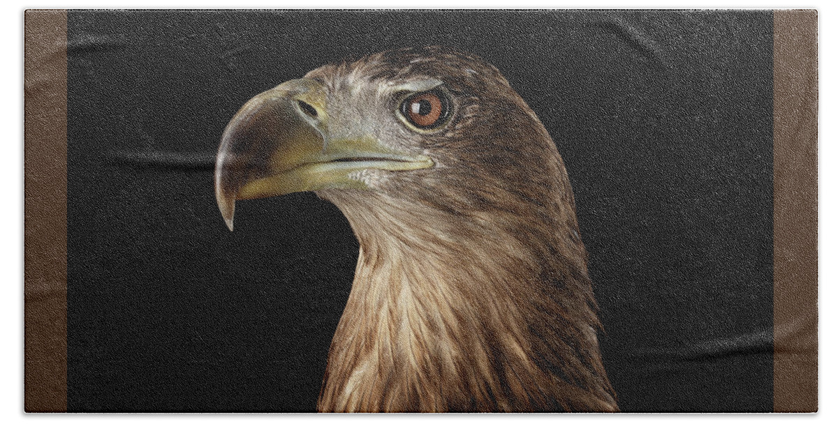 Eagle Hand Towel featuring the photograph Close-up White-tailed eagle, Birds of prey isolated on Black background by Sergey Taran