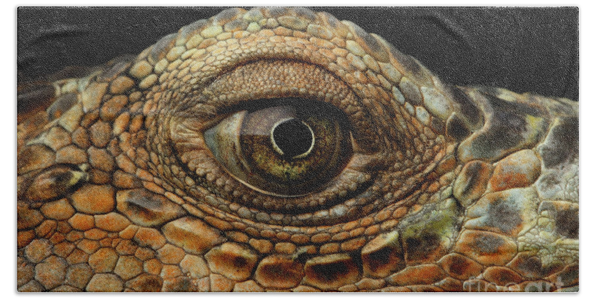 Iguana Bath Towel featuring the photograph Closeup Eye of Green Iguana, Looks like a Dragon by Sergey Taran