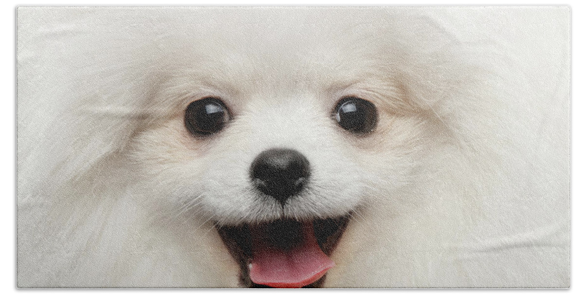 Closeup Bath Towel featuring the photograph Closeup Furry Happiness White Pomeranian Spitz Dog Curious Smiling by Sergey Taran