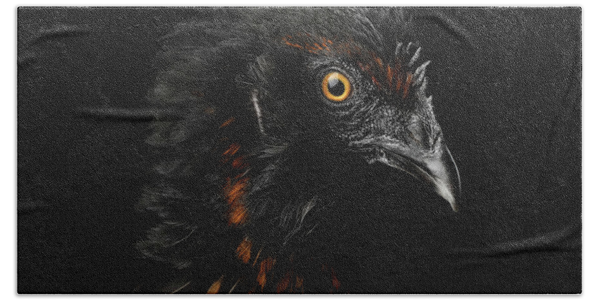Chicken Hand Towel featuring the photograph Closeup Ginger Chicken Isolated on Black Background in Profile v by Sergey Taran