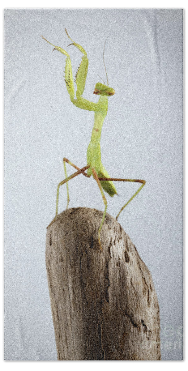 Insect Bath Towel featuring the photograph Green Praying Mantis by Sergey Taran