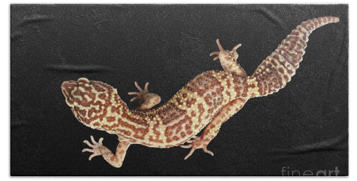 Eublepharis Hand Towel featuring the photograph Closeup Leopard Gecko Eublepharis macularius Isolated on Black Background by Sergey Taran