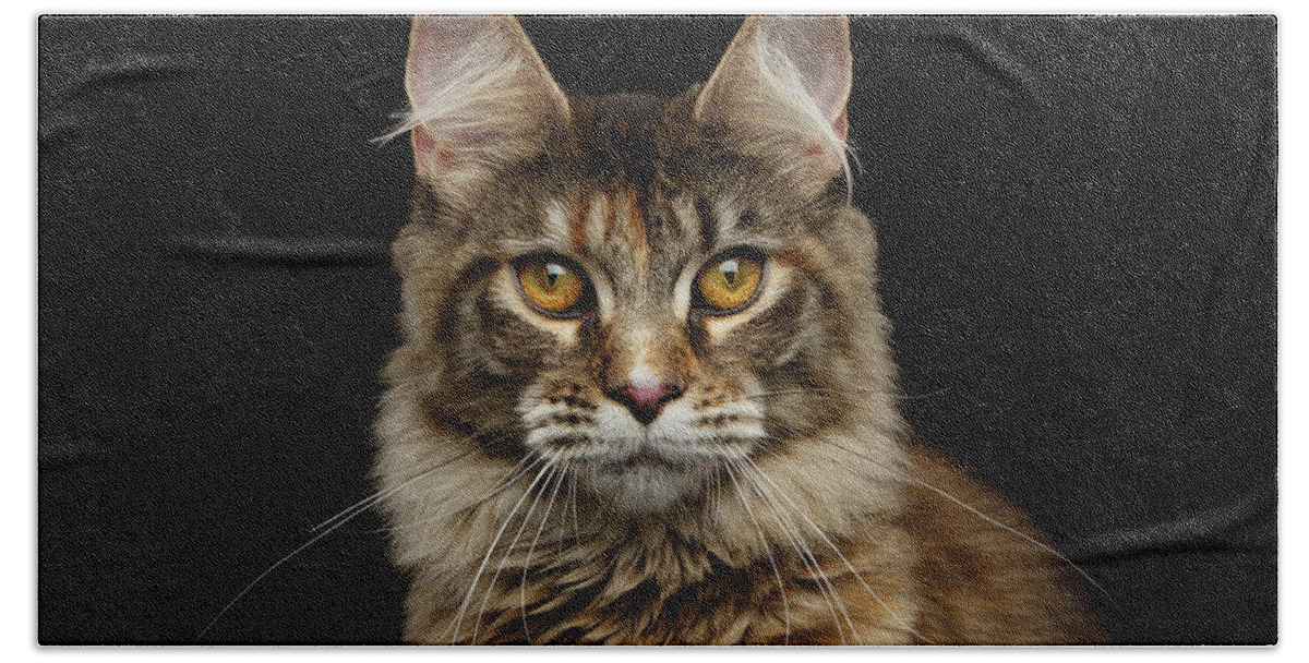 Cat Bath Sheet featuring the photograph Closeup Maine Coon Cat Portrait Isolated on Black Background by Sergey Taran