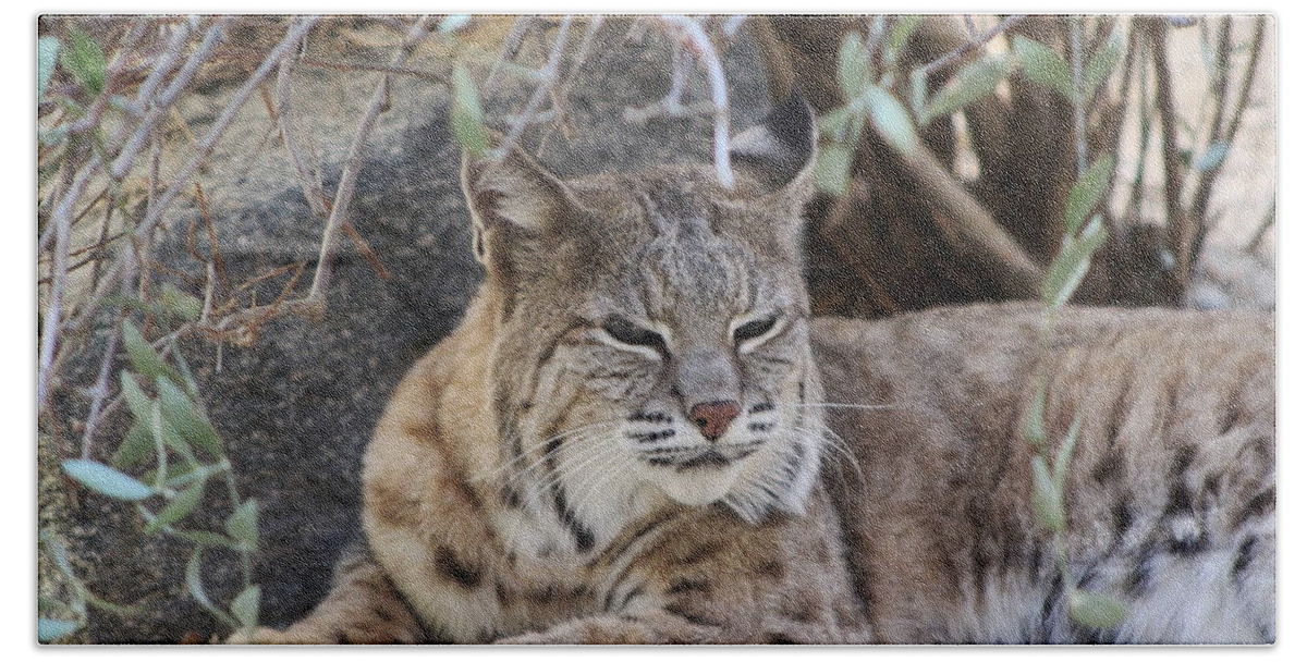 Bobcat Hand Towel featuring the photograph Closeup of Bobcat by Colleen Cornelius