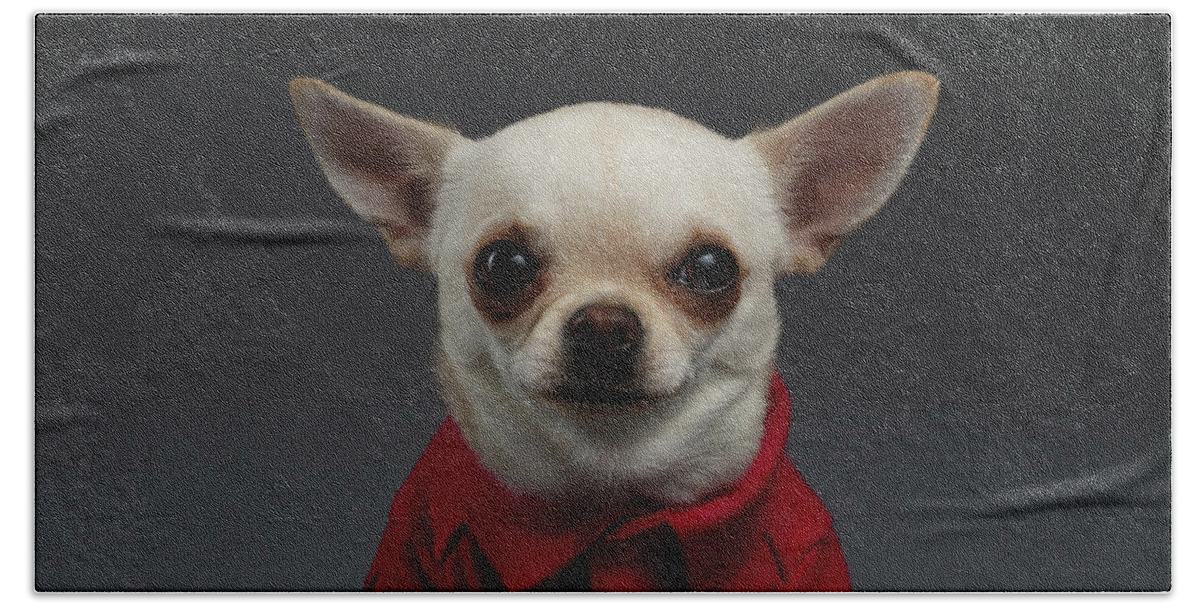 Pet Hand Towel featuring the photograph Closeup Portrait Chihuahua dog in stylish clothes. Gray background by Sergey Taran