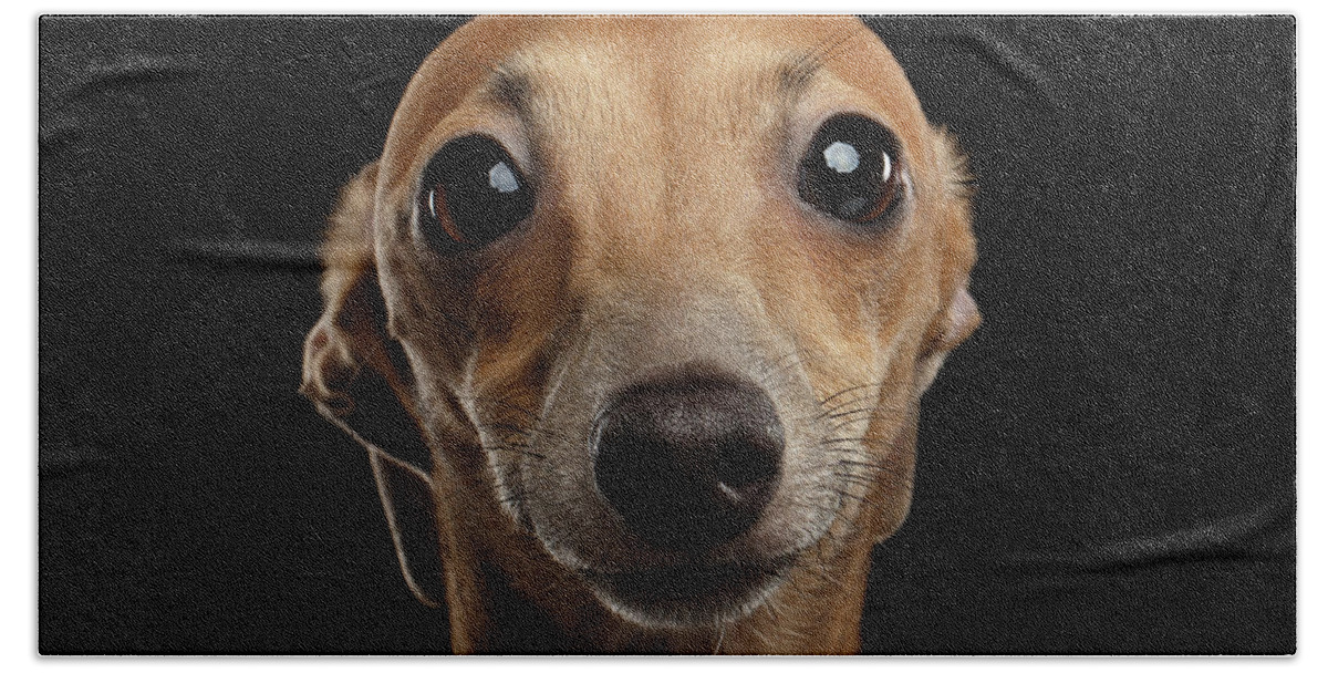 Greyhound Hand Towel featuring the photograph Closeup Portrait Italian Greyhound Dog Looking in Camera isolated Black by Sergey Taran