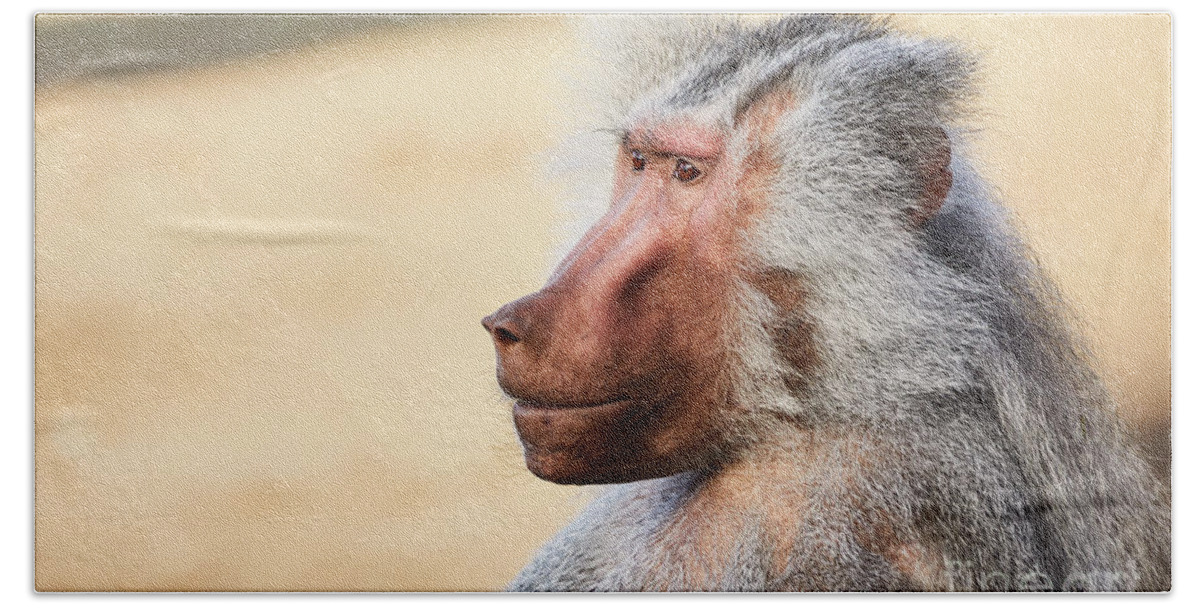 Closeup Nature Bath Towel featuring the photograph Closeup portrait of a male Baboon by Nick Biemans