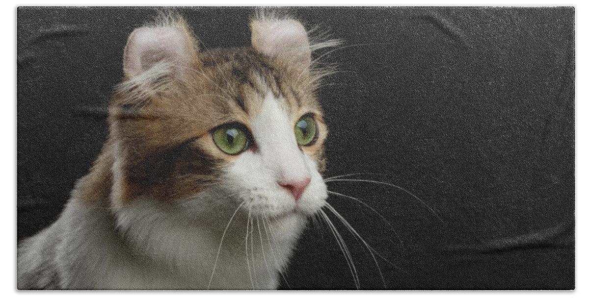 Cat Hand Towel featuring the photograph Closeup Portrait of American Curl Cat on Black Isolated background by Sergey Taran