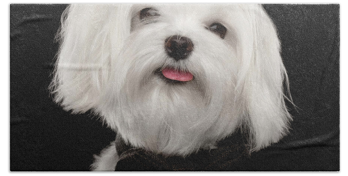 Maltese Hand Towel featuring the photograph Closeup Portrait of Happy White Maltese Dog with bow Looking in Camera isolated on Black background by Sergey Taran