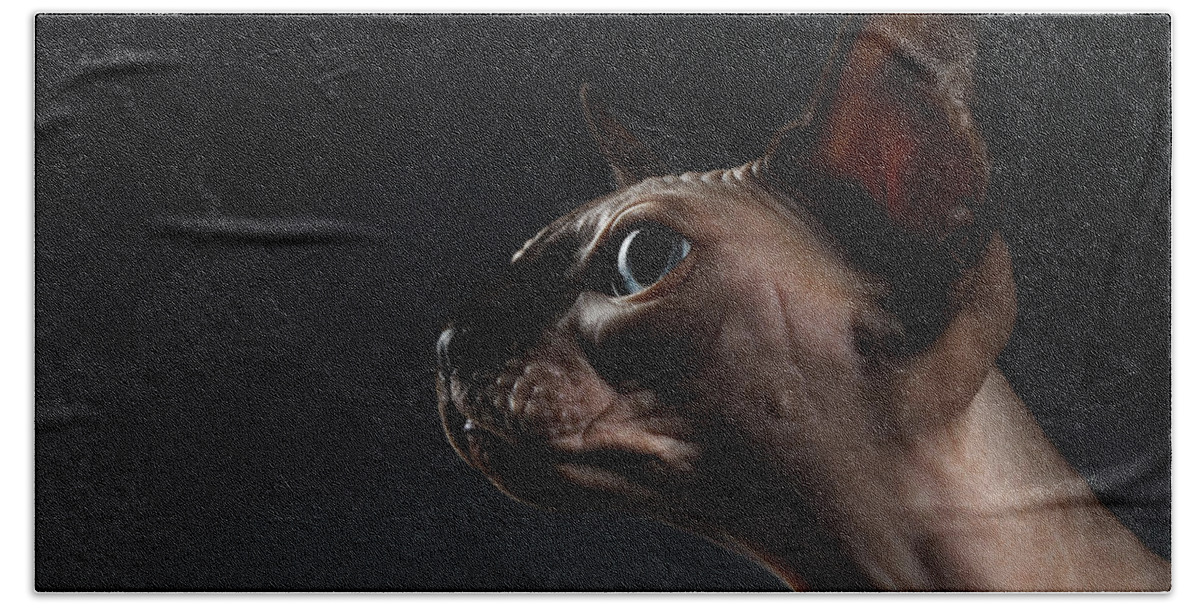 Portrait Hand Towel featuring the photograph Closeup Portrait of Sphynx Cat in Profile view on Black by Sergey Taran