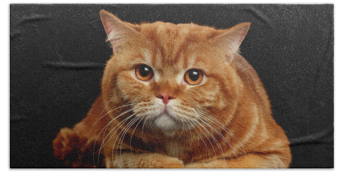 Closeup Hand Towel featuring the photograph Closeup Red British cat Lying with cute paws isolated on Black Background by Sergey Taran