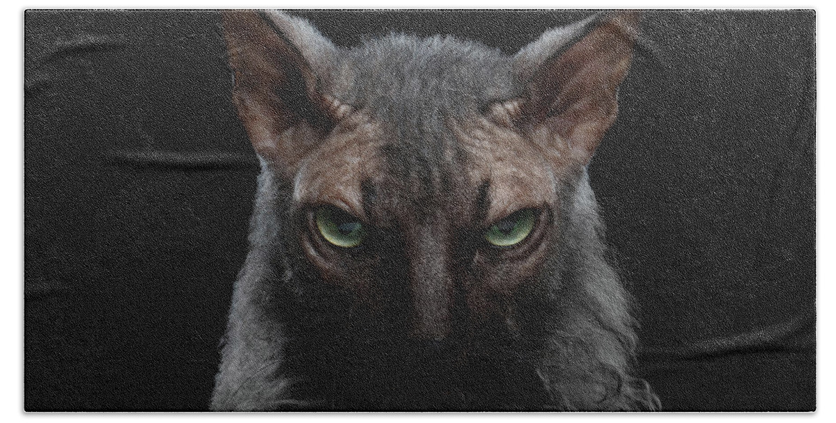 Werewolf Hand Towel featuring the photograph Closeup Werewolf Sphynx Cat Angry Looking in Camera Isolated Black by Sergey Taran