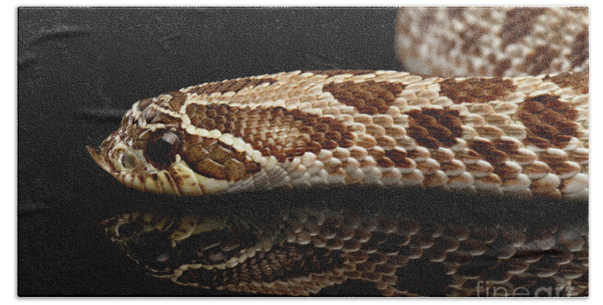 Snake Bath Towel featuring the photograph Closeup Western Hognose Snake, isolated on black background by Sergey Taran