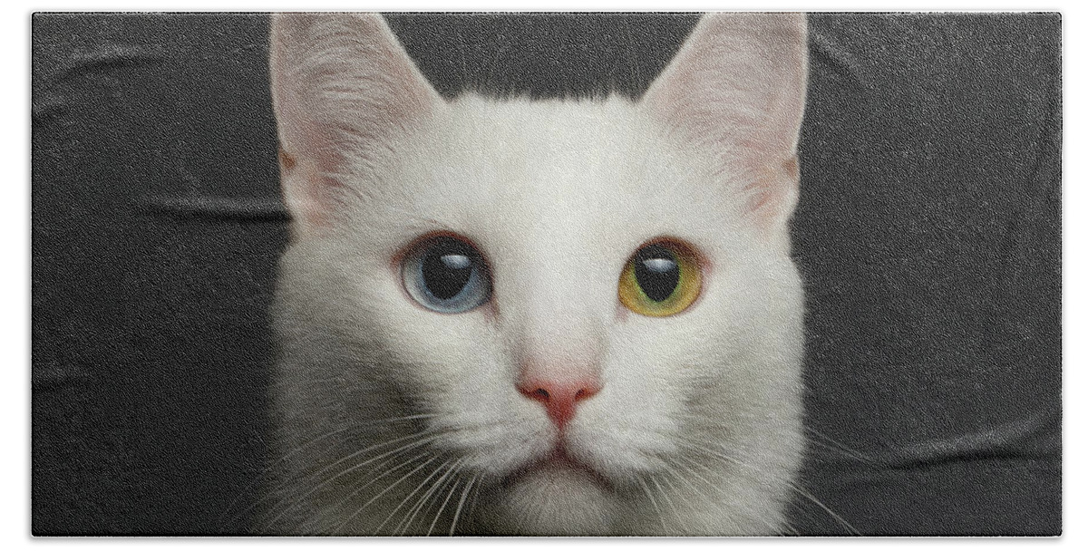 Heterochromia Bath Towel featuring the photograph Closeup White cat with heterochromia eyes on gray by Sergey Taran