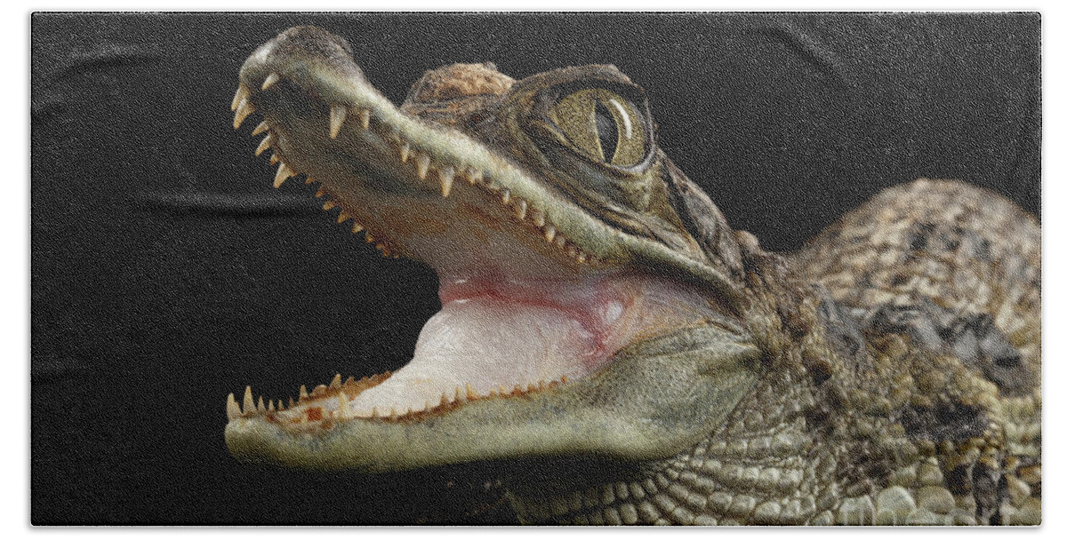 Crocodile Hand Towel featuring the photograph Closeup Young Cayman Crocodile, Reptile with opened mouth Isolated on Black Background by Sergey Taran