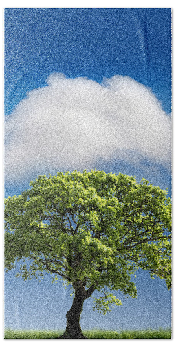 Tree Hand Towel featuring the photograph Cloud Cover by Mal Bray