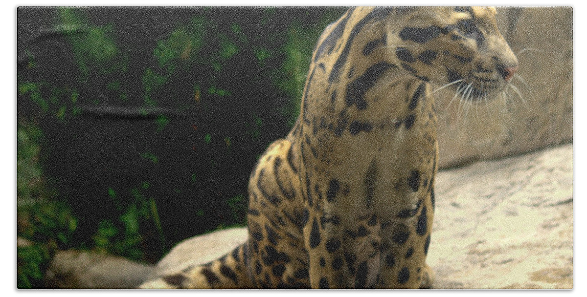 Feline Bath Towel featuring the photograph Clouded Leopard Neofelis nebulosa by Nathan Abbott