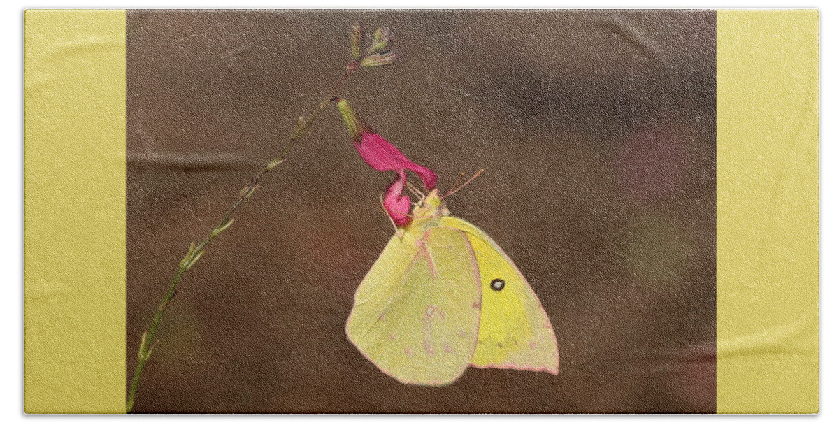 Nature Hand Towel featuring the photograph Clouded Sulphur Butterfly on Pink Wildflower by Sheila Brown