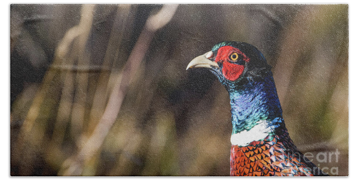 Portrait Cock Pheasant Bath Towel featuring the photograph Cock Pheasant in Fall by Torbjorn Swenelius