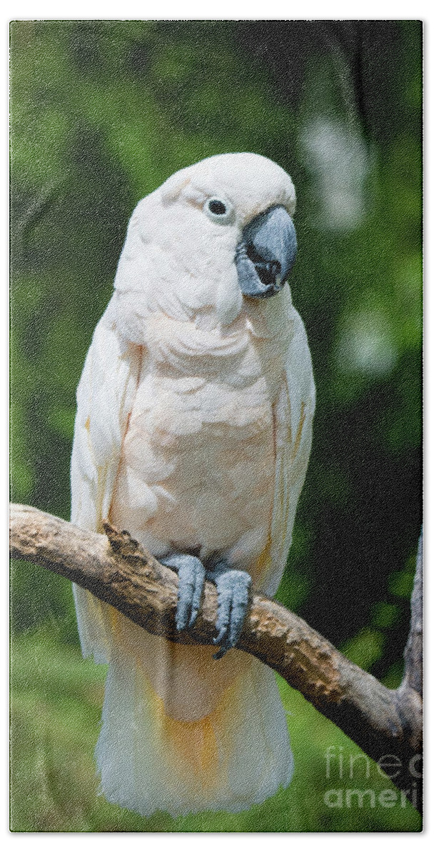 Zoo Hand Towel featuring the photograph Cockatoo by Ed Taylor