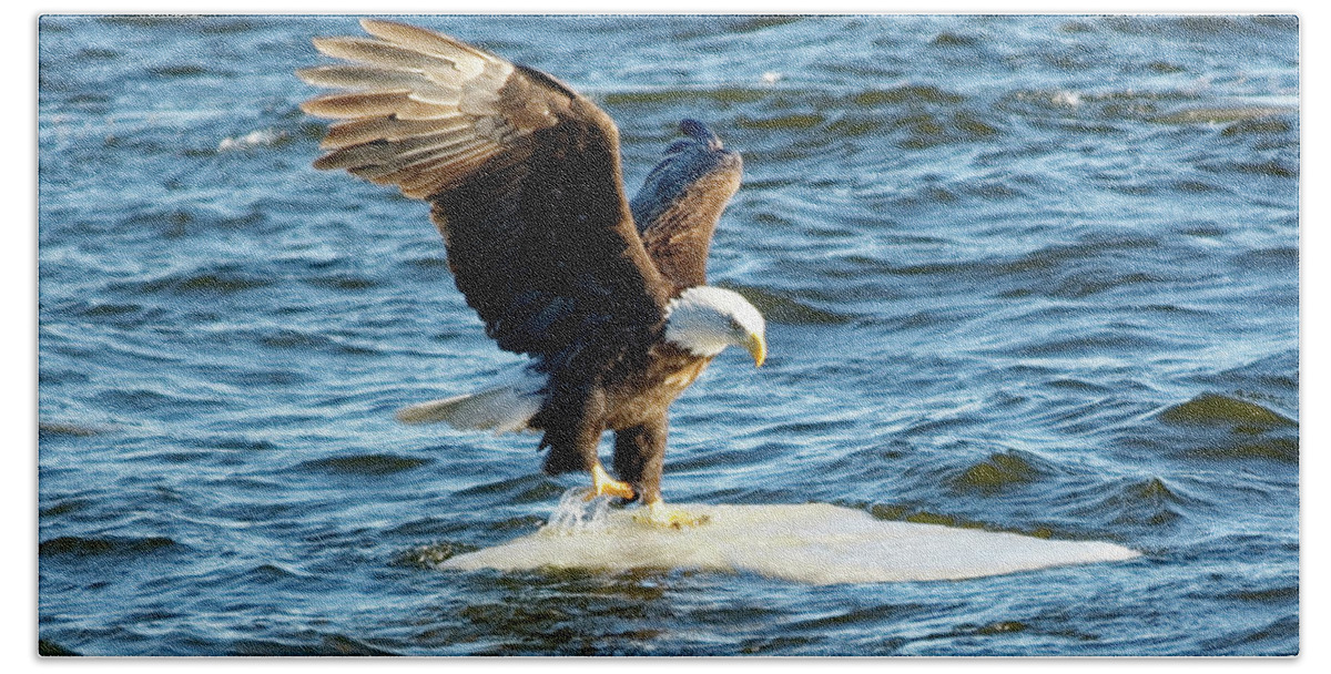 Bald Eagle Bath Towel featuring the photograph Cold Landing by Peter Ponzio