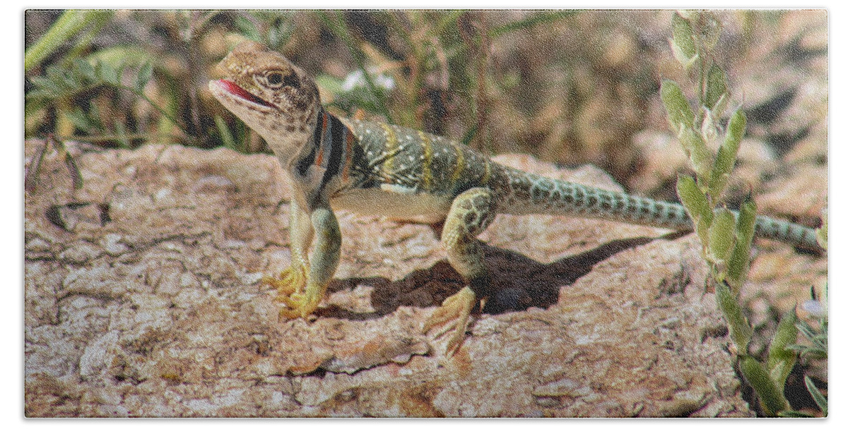 Arizona Bath Sheet featuring the photograph Collared Lizard Basking by Jen Manganello