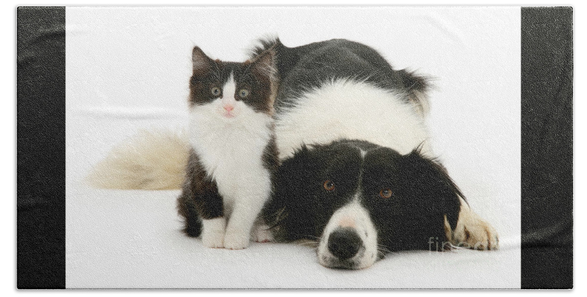 Border Collie Bath Towel featuring the photograph Collie Folly by Warren Photographic