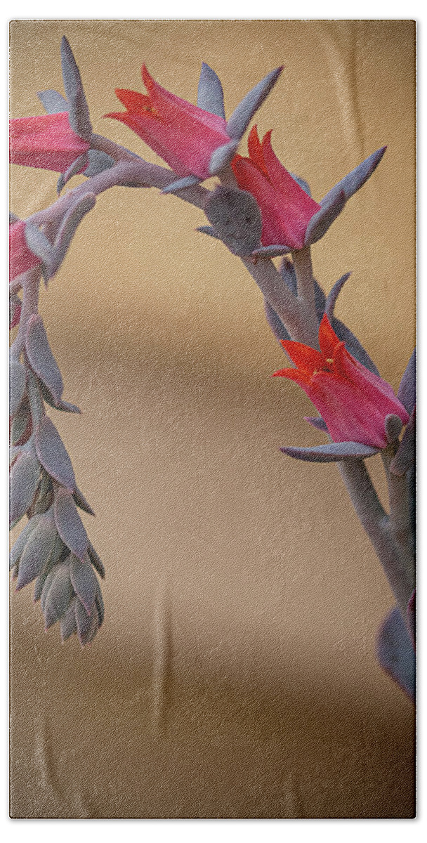 Plant Bath Towel featuring the photograph Color and Curve by Teresa Wilson