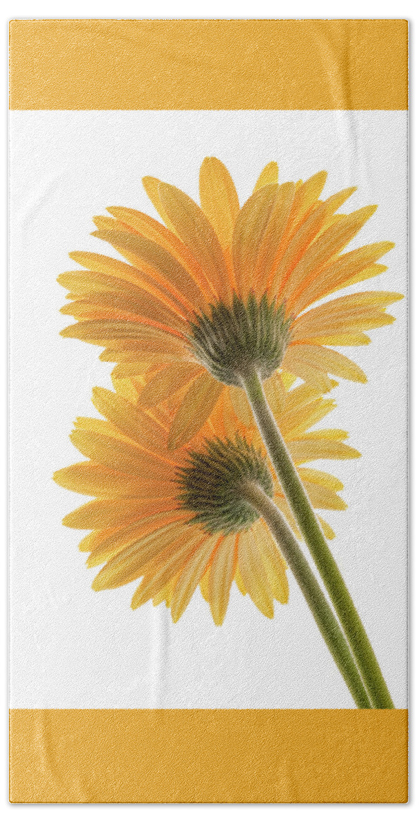 Gerber Daisy Hand Towel featuring the photograph Color Me Happy by Dianna Lynn Walker