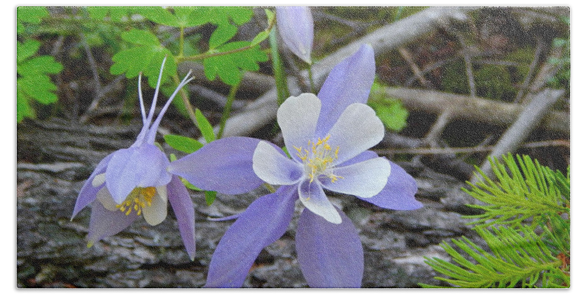 Photo Bath Towel featuring the photograph Colorado Columbine 3 by Dan Miller