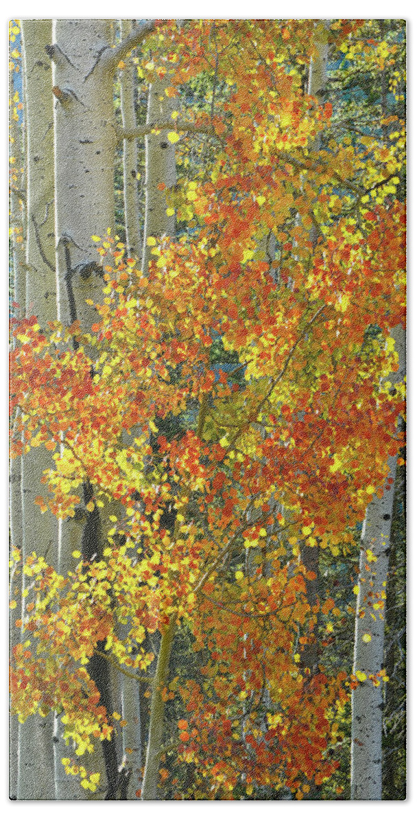 Colorado Hand Towel featuring the photograph Colorful Aspen along Million Dollar Highway by Ray Mathis