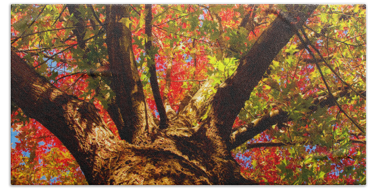 Forest Hand Towel featuring the photograph Colorful Autumn Abstract by James BO Insogna
