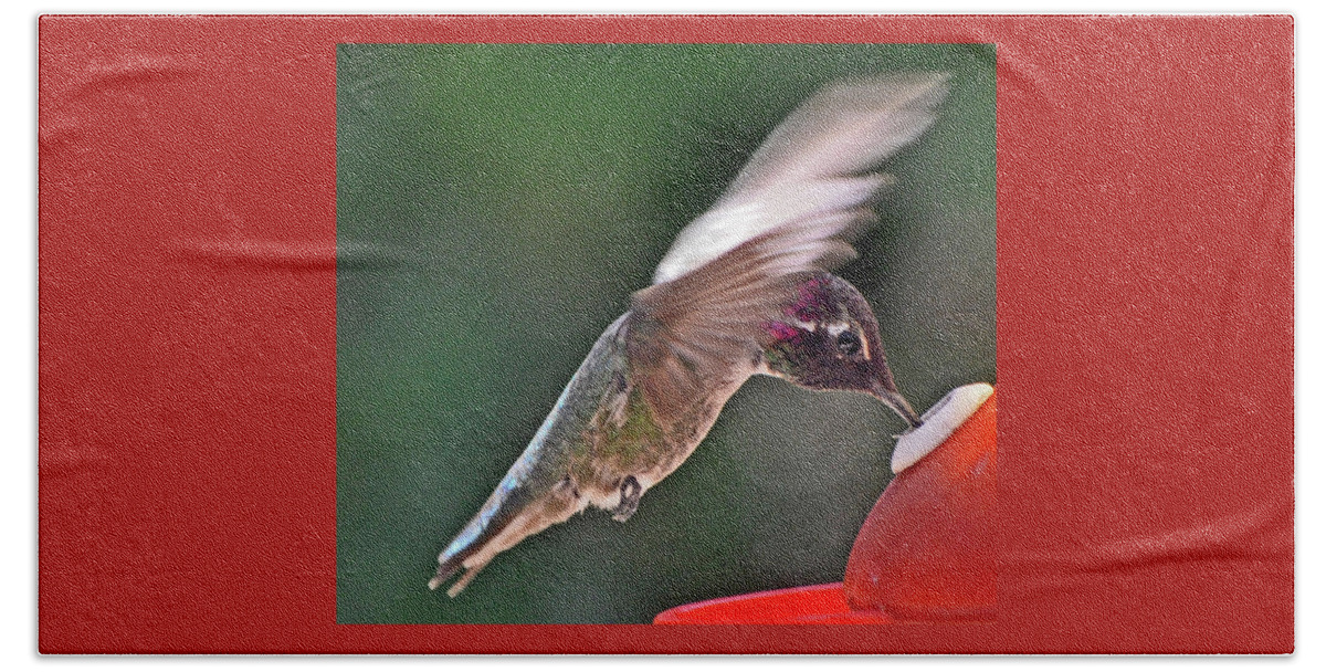 Animal Bath Towel featuring the photograph Colorful Male Anna's Sipping Nectar by Jay Milo