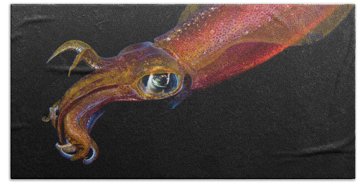 Animal Art Bath Towel featuring the photograph Colorful Oval Squid by Dave Fleetham - Printscapes