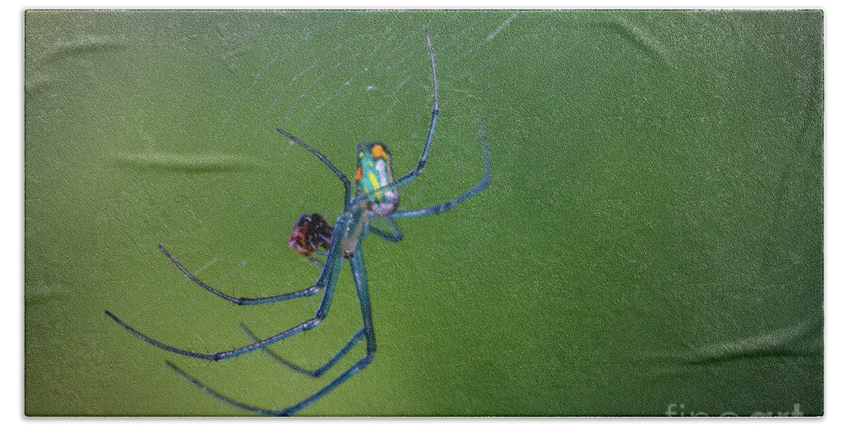 Spider Bath Towel featuring the photograph Colorful Spider in Web by Tom Claud